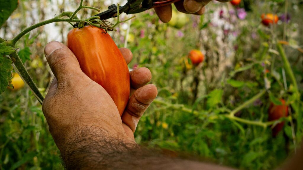 organic pest control