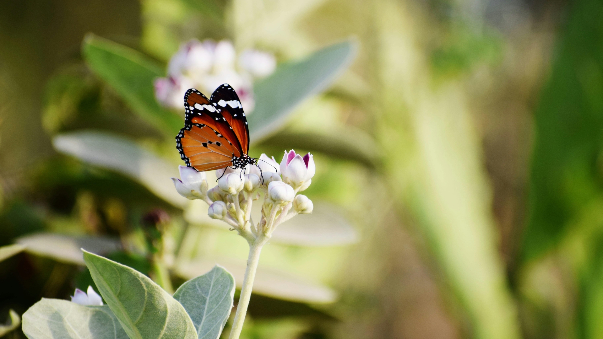 natural garden defense