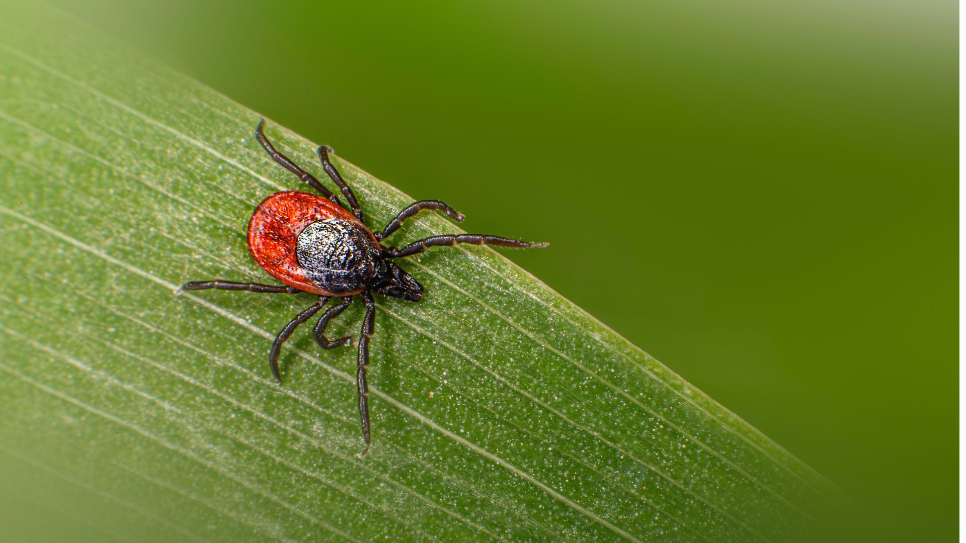 natural pest control