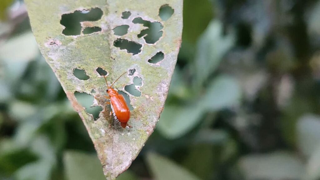 garden pests