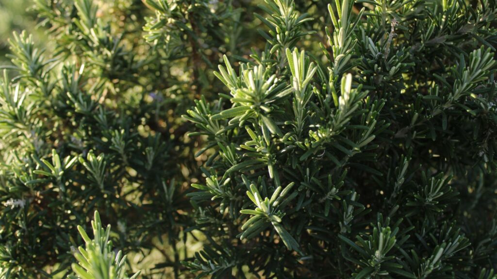 plant rosemary