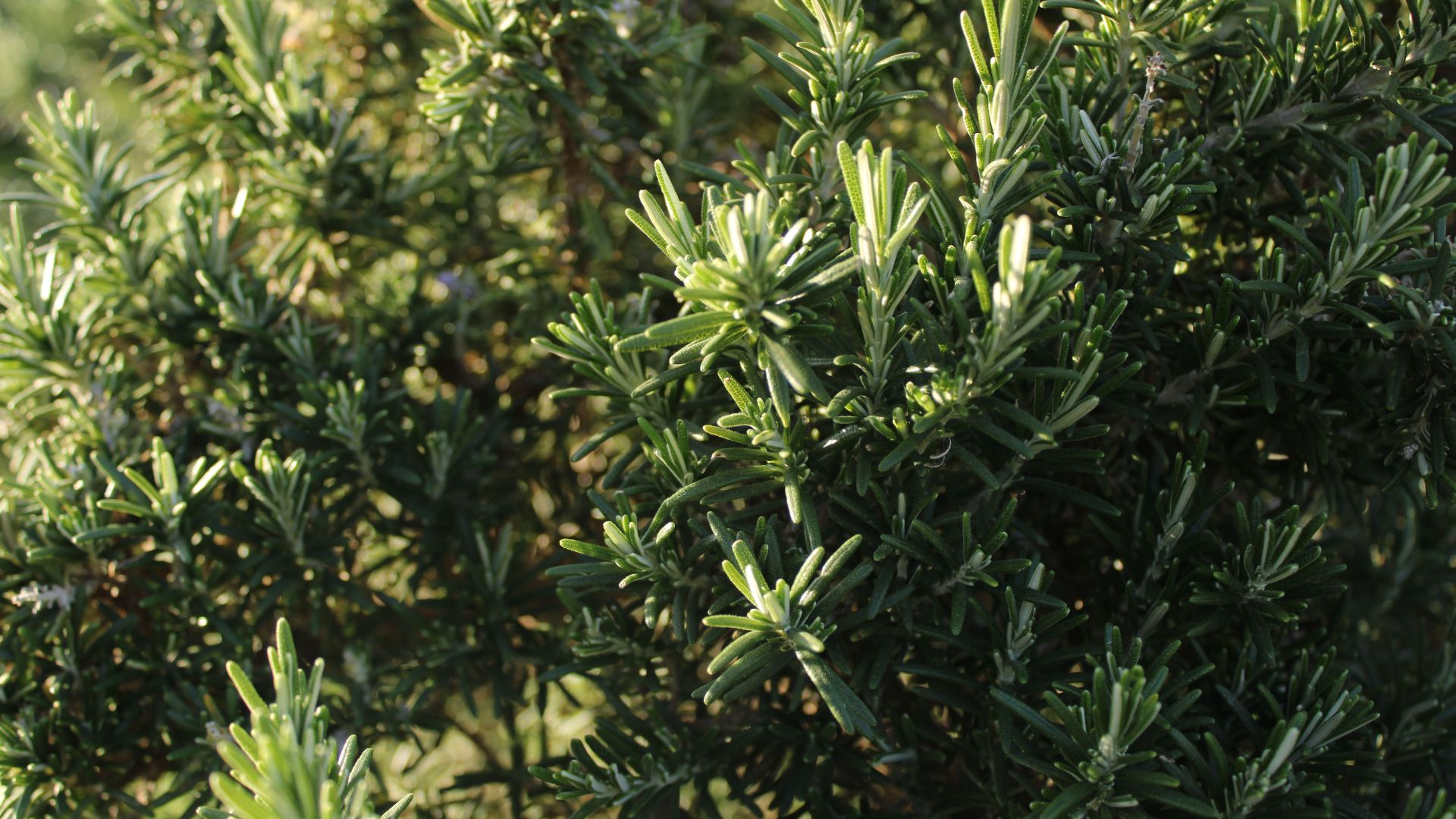 plant rosemary