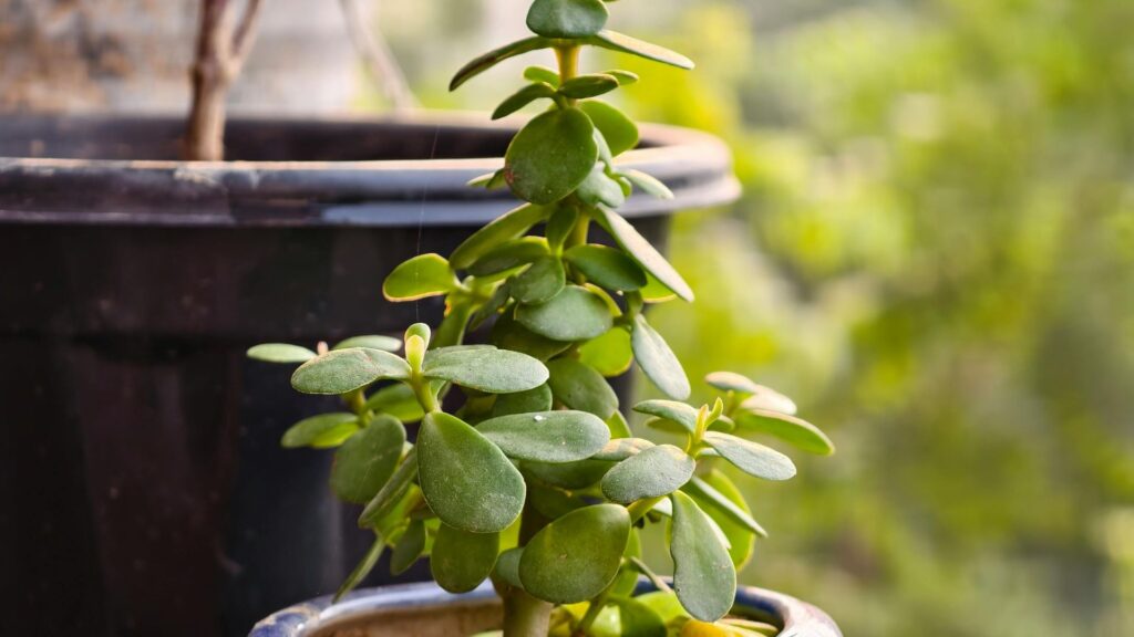 jade plant