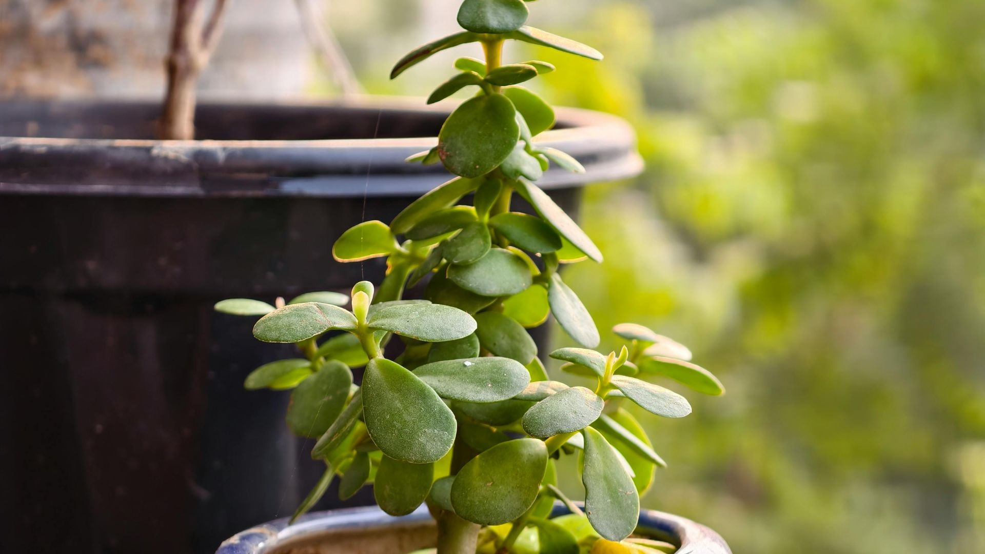 jade plant