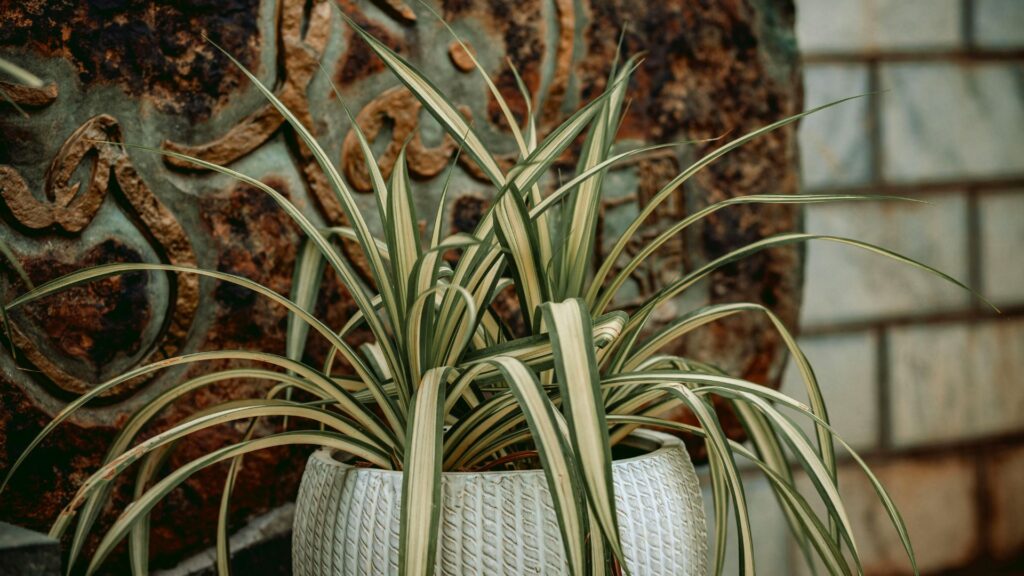 plant spider plant