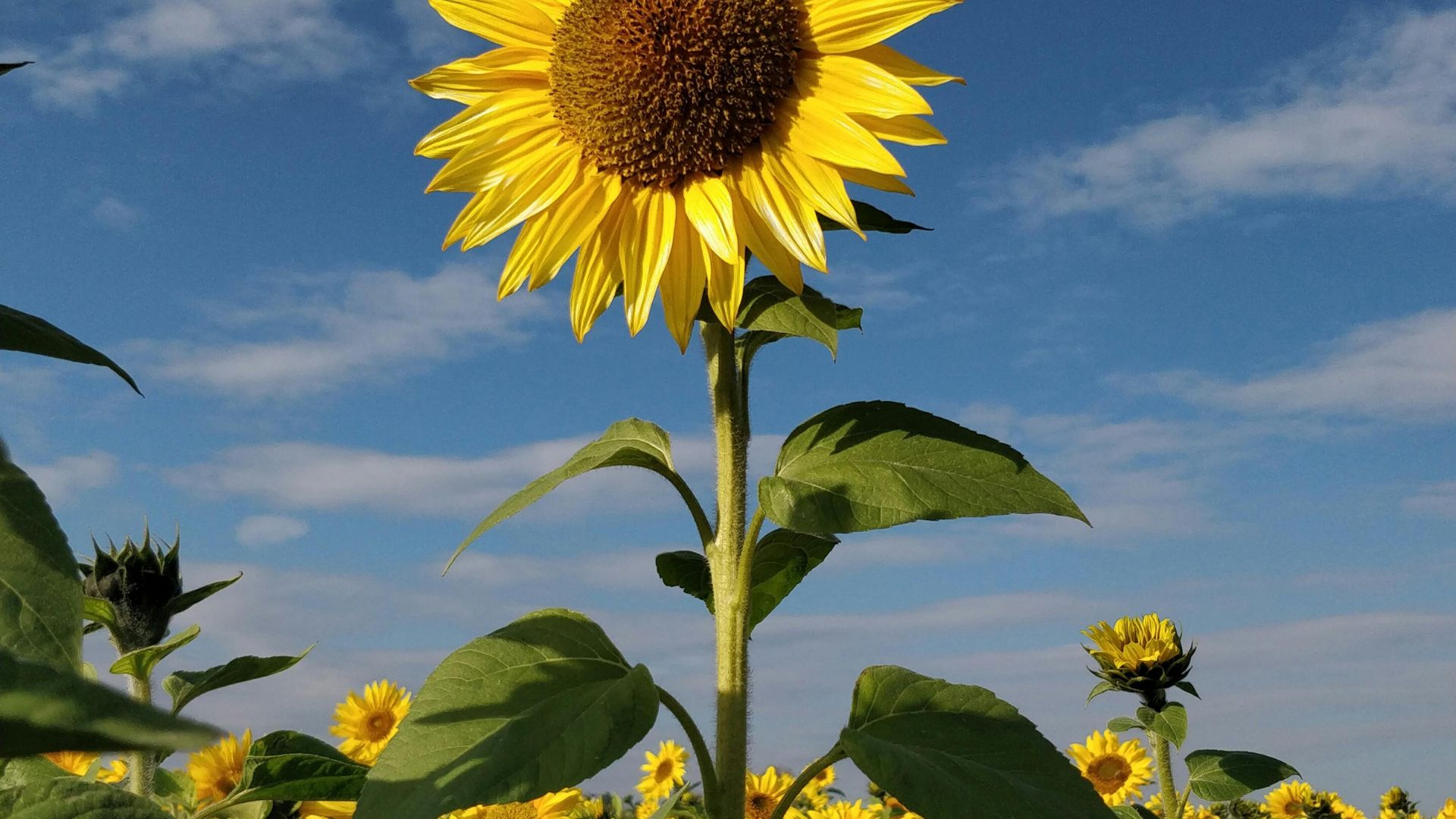 Plant Sunflowers