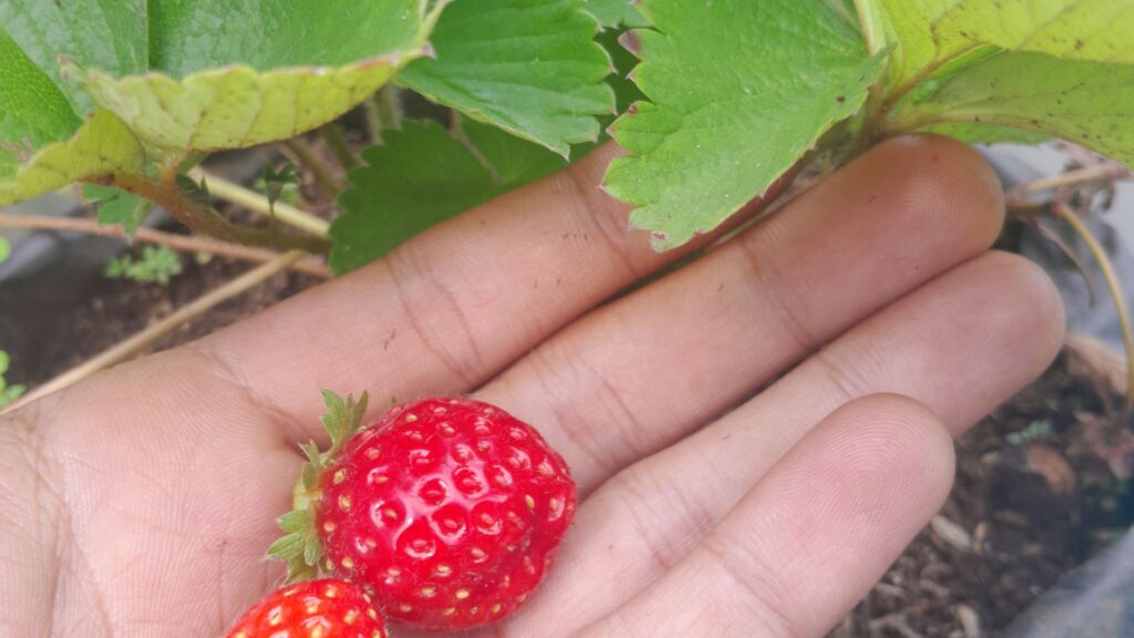 Plant Strawberries