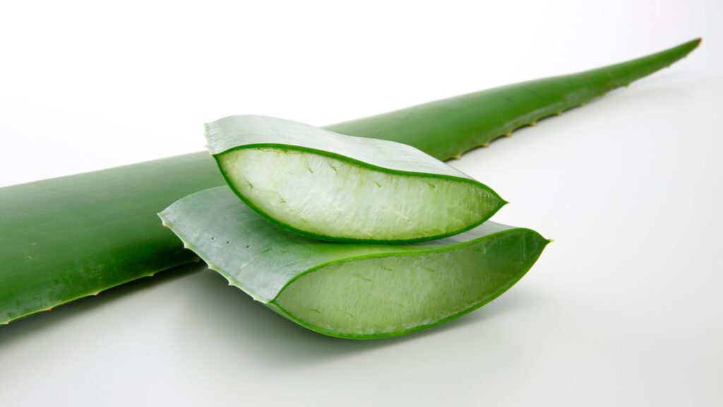 plant aloe vera