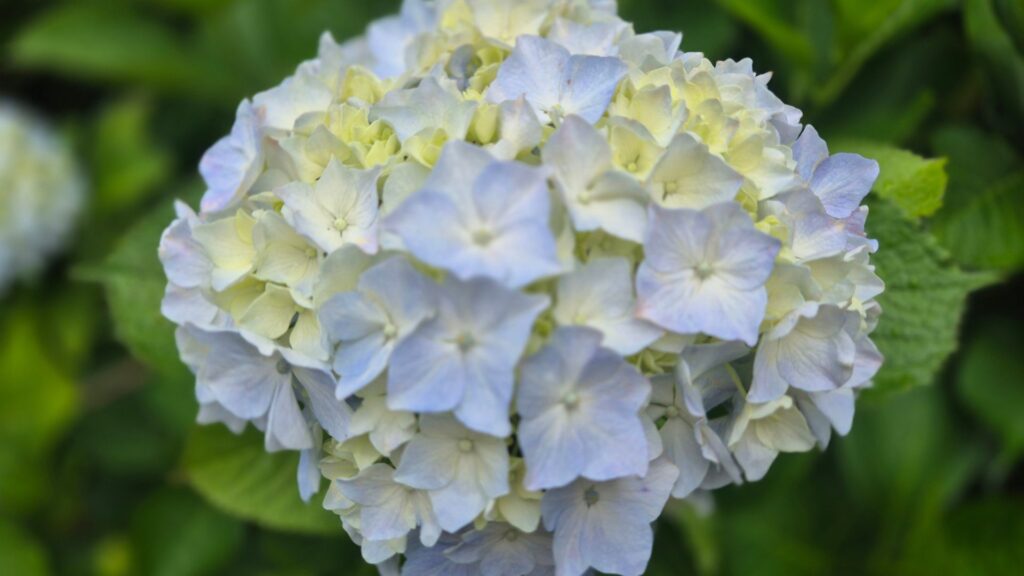 plant hydrangeas
