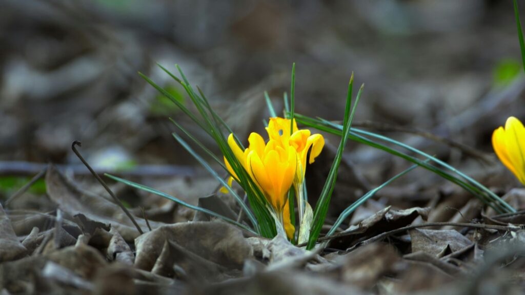 early identification