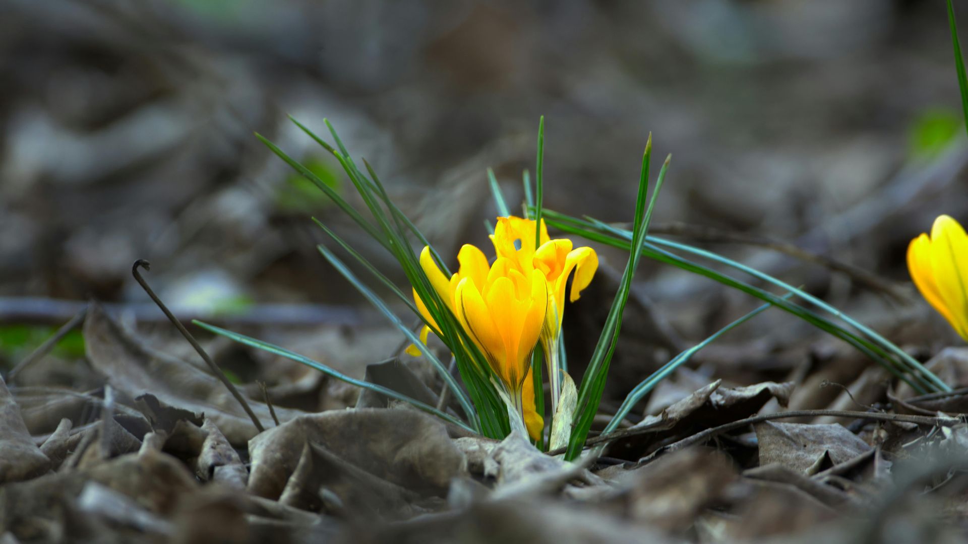 early identification