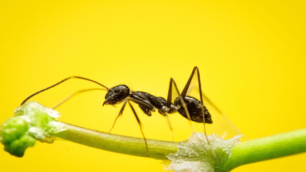 natural insect repellent