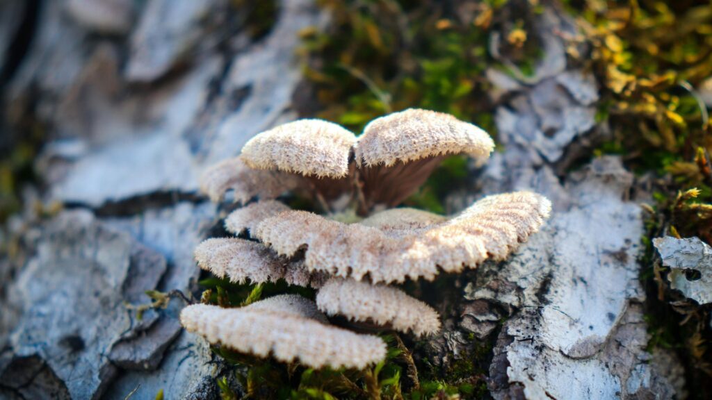 Plant Fungi