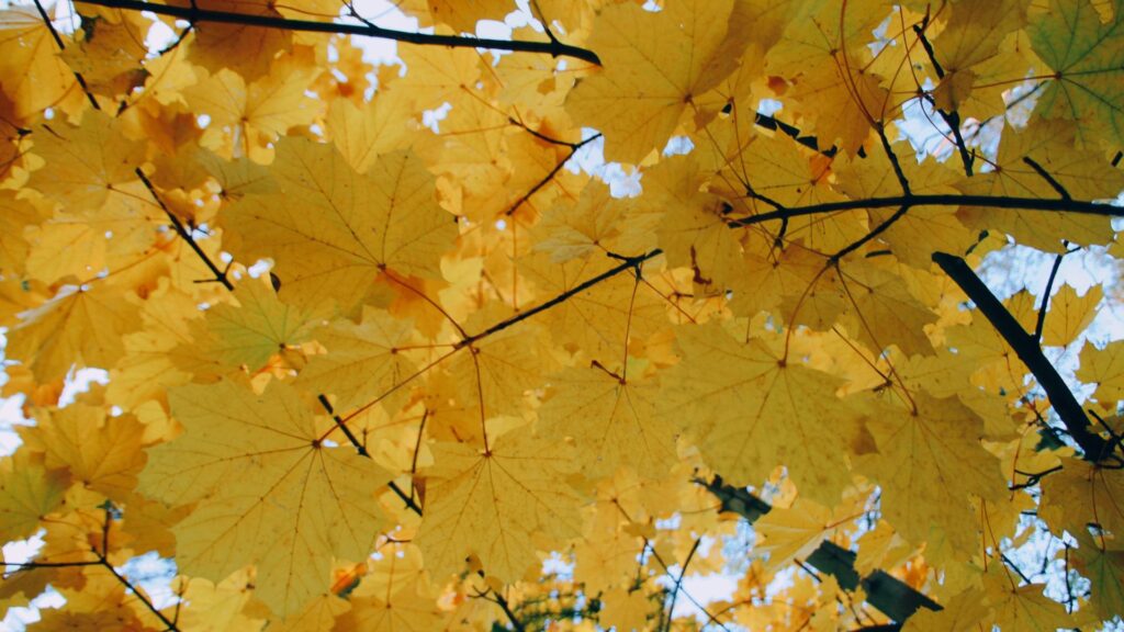Yellowing Leaves